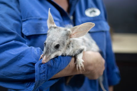 9 Day Outback Adventure - Northern Rivers Accommodation 0