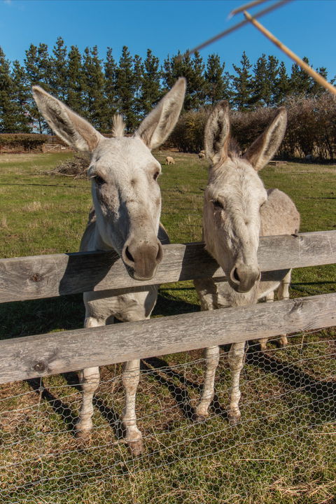 Brickendon Historic Farm And Convict Village - Northern Rivers Accommodation 2