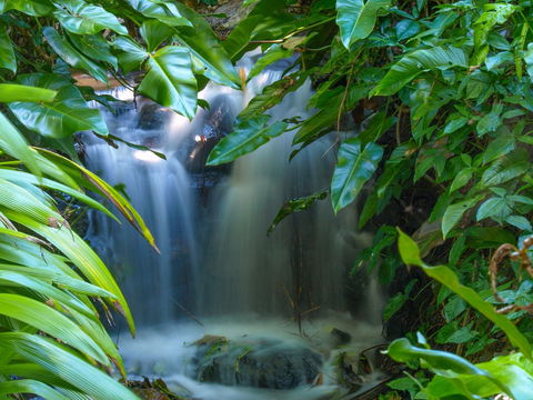 Brisbane Botanic Gardens Mount Coot-tha - Northern Rivers Accommodation 1