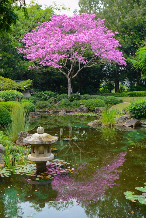 Brisbane Botanic Gardens Mount Coot-tha - Northern Rivers Accommodation 2