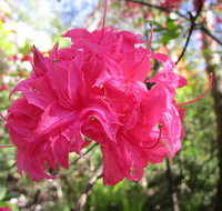 Campbell Rhododendron Gardens - Northern Rivers Accommodation