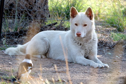 Durong Dingo Sanctuary - Northern Rivers Accommodation 0