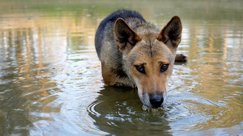 Durong Dingo Sanctuary - Northern Rivers Accommodation 1
