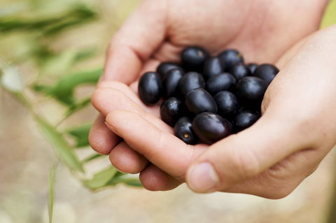 Eat, Pick, Grow Trail - Wanneroo And Chittering - Northern Rivers Accommodation 0