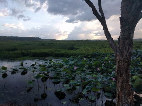 Fogg Dam Conservation Reserve - Northern Rivers Accommodation 0