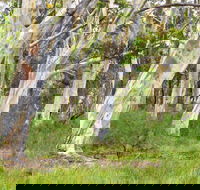 Freshwater track - Northern Rivers Accommodation
