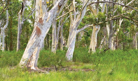 Freshwater Track - Northern Rivers Accommodation 0