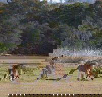 Great Nature Trail - Northern Rivers Accommodation