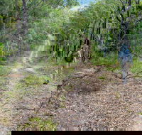 Kangaroo River Walking Track - Northern Rivers Accommodation