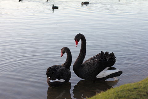 Lake Weeroona - Northern Rivers Accommodation 1