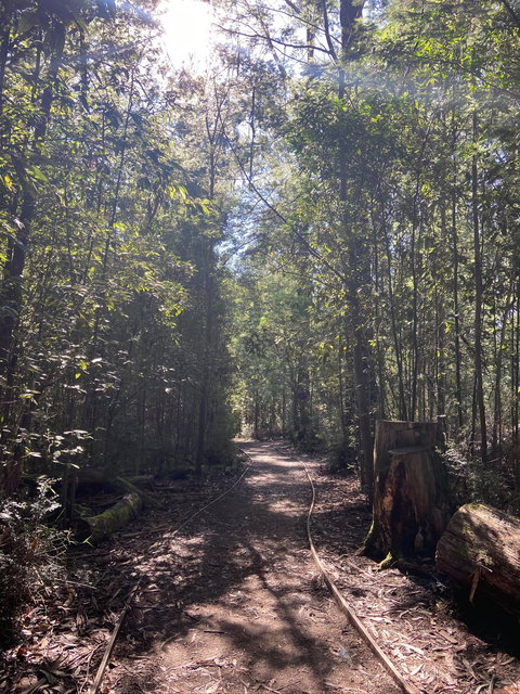 Lyrebird Circuit Walk - Northern Rivers Accommodation 2