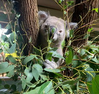 Macadamia Castle - Northern Rivers Accommodation