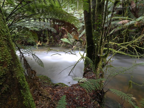 Marriotts Falls And Junee Caves - Northern Rivers Accommodation 0