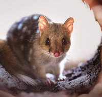 Mulligans Flat Woodland Sanctuary - Northern Rivers Accommodation