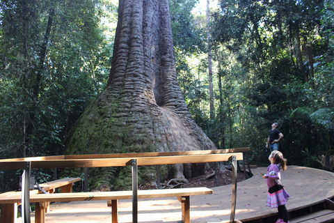 Old Bottlebutt - Northern Rivers Accommodation 2