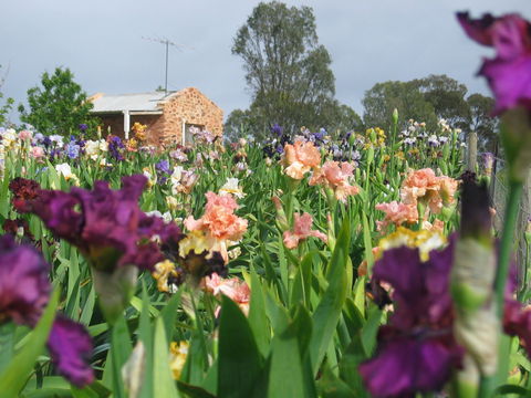 Smokin Heights Iris Display Garden - Northern Rivers Accommodation 0