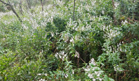 Snowgum Walking Track - Northern Rivers Accommodation 0