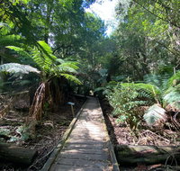 Wirrawilla Rainforest Walk - Northern Rivers Accommodation