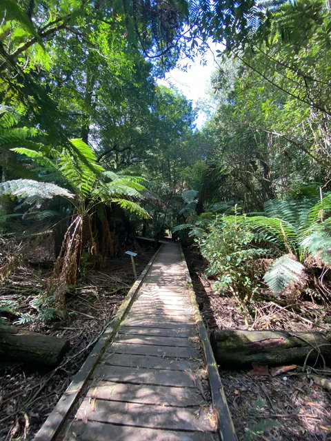 Wirrawilla Rainforest Walk - Northern Rivers Accommodation 0
