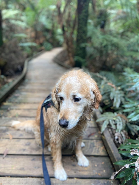 Wirrawilla Rainforest Walk - Northern Rivers Accommodation 1