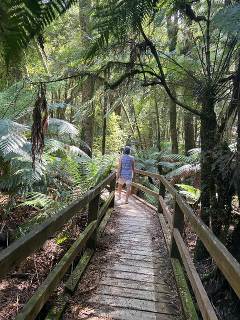 Wirrawilla Rainforest Walk - Northern Rivers Accommodation 2