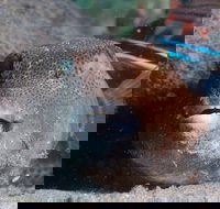 Amity Point Dive Site - Northern Rivers Accommodation