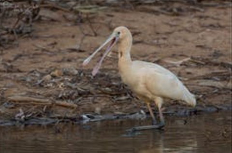 Bird Watching At The Goan Water Hole - Northern Rivers Accommodation 0