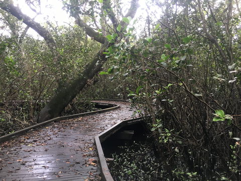 Carole Green Walkway - John Oxley Reserve - Northern Rivers Accommodation 0