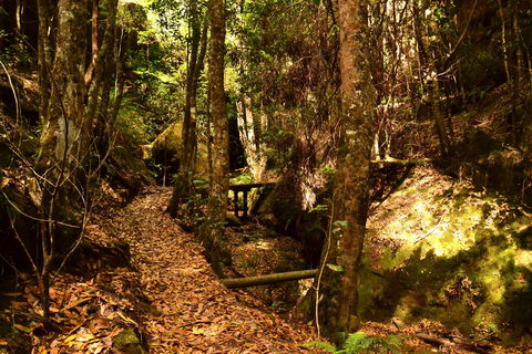 Cave Creek Walking Track - Northern Rivers Accommodation 2