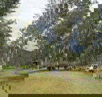 Chaelundi National Park - Northern Rivers Accommodation