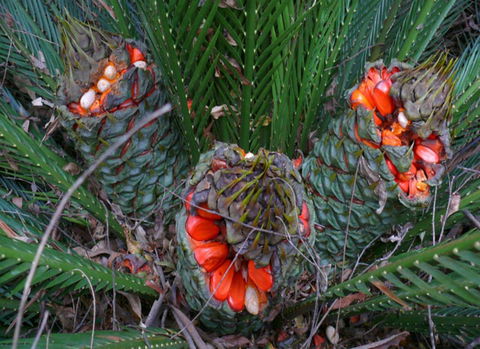 Chaelundi National Park - Northern Rivers Accommodation 1