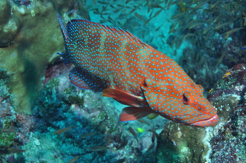 Cobia Hole Dive Site - Northern Rivers Accommodation 0