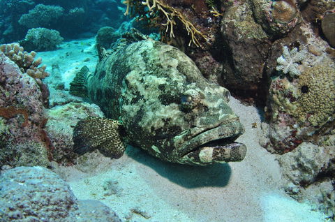 Cobia Hole Dive Site - Northern Rivers Accommodation 1