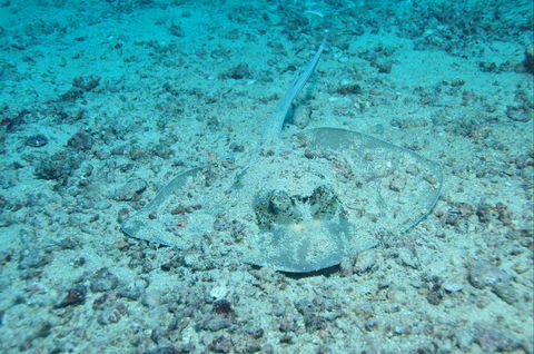 Cobia Hole Dive Site - Northern Rivers Accommodation 2