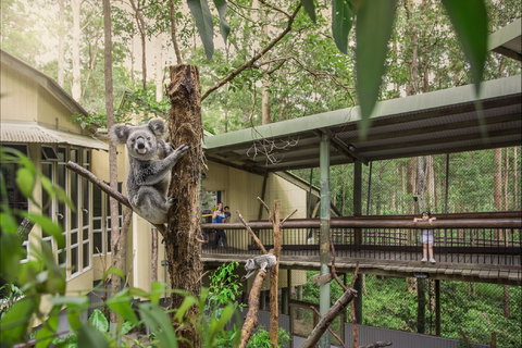 Daisy Hill Koala Centre - Northern Rivers Accommodation 0