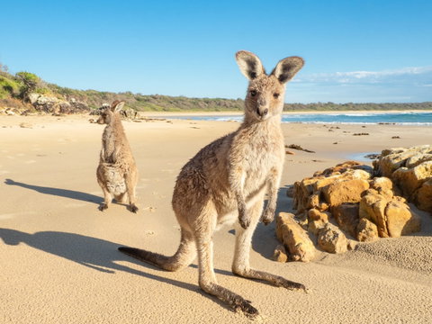 Diamond Head Beach - Northern Rivers Accommodation 0