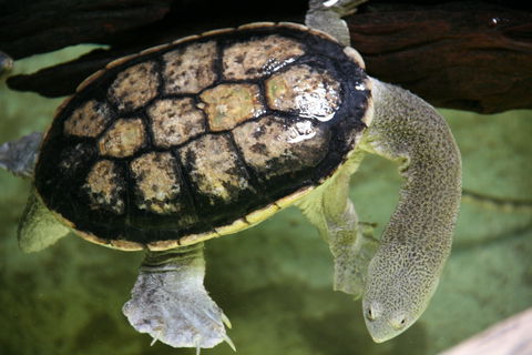 Discover Deadly - Northern Rivers Accommodation 1