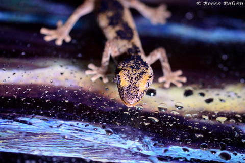 Discover Deadly - Northern Rivers Accommodation 2