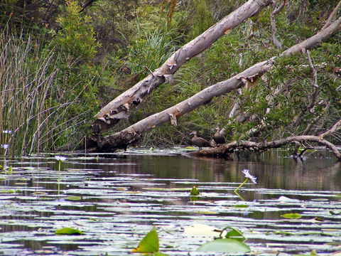 Esk River - Northern Rivers Accommodation 1