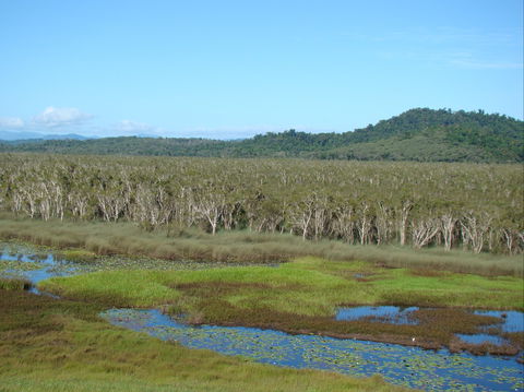 Eubenangee Swamp National Park - Northern Rivers Accommodation 1