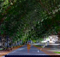 Fig Tree Avenue - Northern Rivers Accommodation