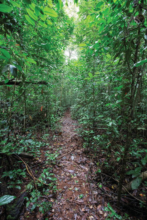 Misty Mountains Wilderness Tracks - Northern Rivers Accommodation 1