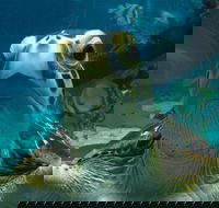 Reef HQ Aquarium - Northern Rivers Accommodation