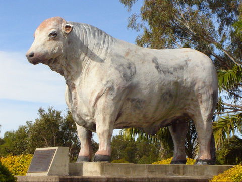 Rockhampton Bull Statues - Northern Rivers Accommodation 2