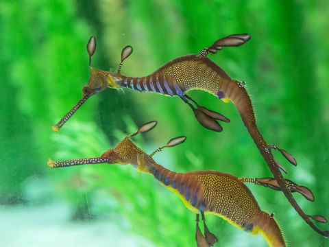 Seahorse World - Northern Rivers Accommodation 1