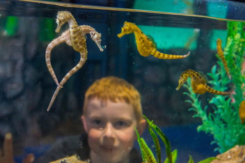 Seahorse World - Northern Rivers Accommodation 2
