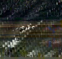 Seaham Swamp Nature Reserve - Northern Rivers Accommodation
