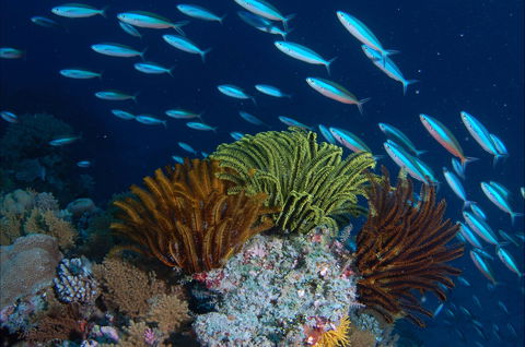 Southern Small Detached Reef Dive Site - Northern Rivers Accommodation 0