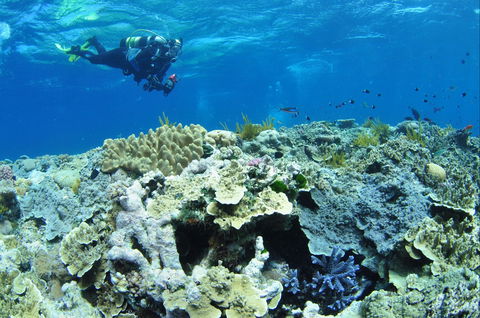 Southern Small Detached Reef Dive Site - Northern Rivers Accommodation 1