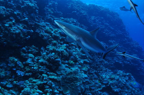 Southern Small Detached Reef Dive Site - Northern Rivers Accommodation 2